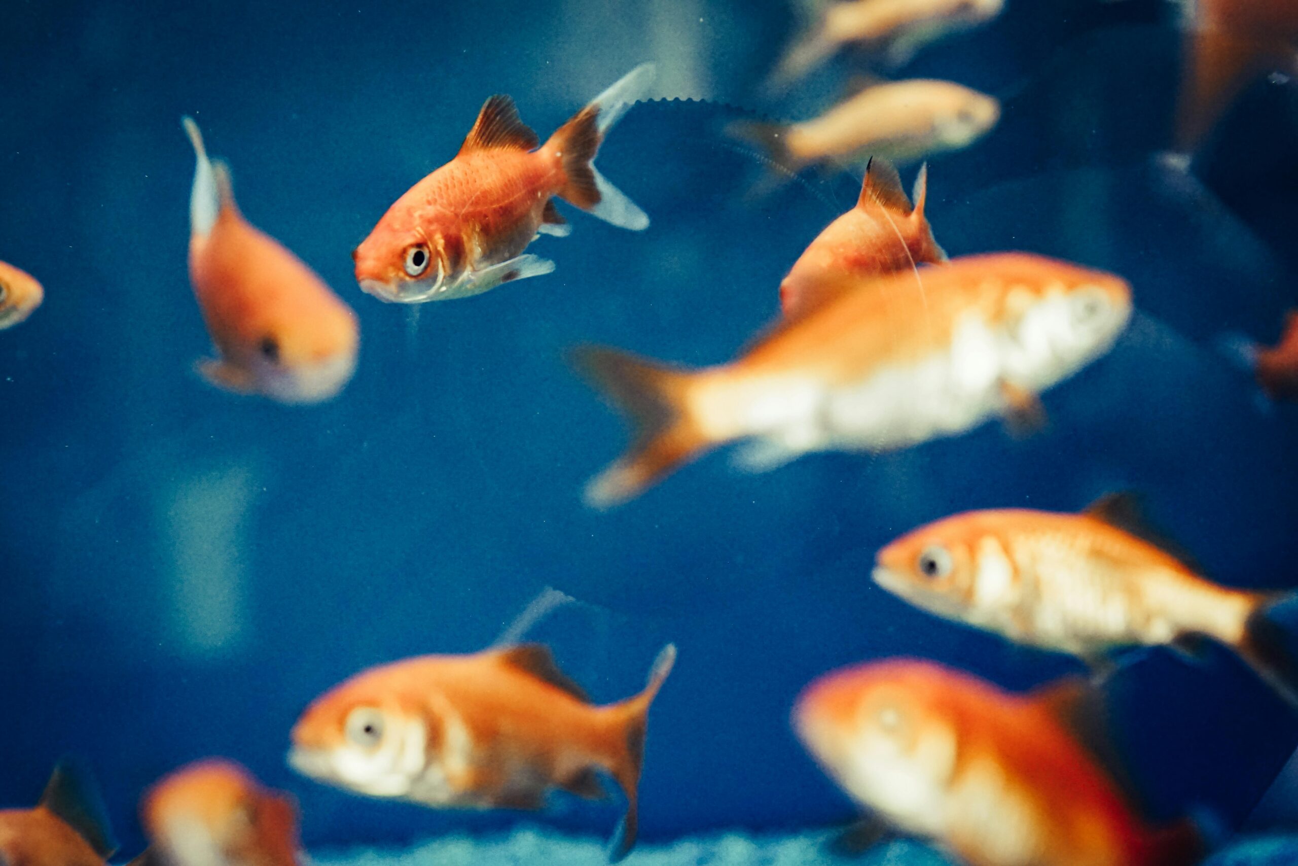 Dynamic shot of goldfish swimming in a clear blue aquarium, showcasing vivid aquatic life.